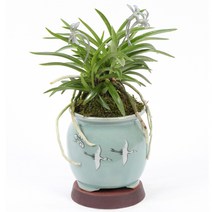 선물용 난 분재 승진 취임 영전 동양란 서양란 꽃배달 소나무분재 개업화분 축하화분 공기정화식물 생일선물, 청자운학-소예풍란