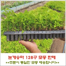 눈개승마 128구 트레이모종 판매., <눈개승마 128구모종 1판>” class=”wr-img”></a></div>
</p></div>
</p></div>
</p></div>
<div class=