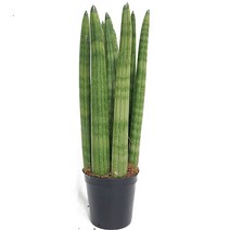 트리앤 1+1 스투키/ 본쉘 스투키 공기정화 식물, 09.  1+1 일자형 30cm 7촉 1개