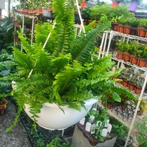 보스턴고사리 중대품 40~60cm 129, 1개