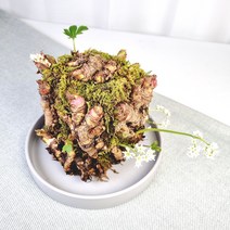 돌단풍 야생화 천연가습기 공중습도조절 수경 별모양 흰색꽃 이색적인 식물 - 반려식물 침실 아기방