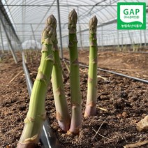 논산 아스파라거스 500g/ 1kg (크기혼합) 농장직송, 아스파라거스 1kg
