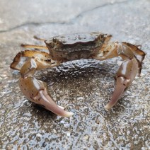 살아있는 활게 국내산 미니게 생물 1kg 튀김 게장용 미니게 칠게 돌참게 1kg, 1개