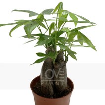 [꽃사랑식물나라] 파키라모듬 관엽 공기정화식물 식물키우기, 1개