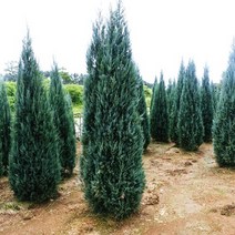 세종식물원 블루엔젤 120L포트 30cm전후