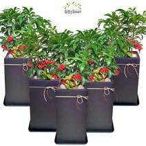 유정 Flower 대형 개업 집들이 축하 화분전국 당일배송(평일 주말 공휴일), 12. 만냥금, 1개
