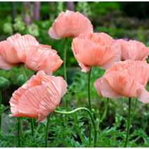 숙근 양귀비 [4포트] 꽃색랜덤 (복남이네 야생화 모종 키우기 포피 poppy 봄)