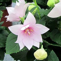 [씨앗]도라지-아스트라 세미더블 핑크(왜성종) 20립