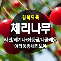 [경북농원] 체리나무묘목 신품종 자가수정 (라핀/레기나/좌등금/나폴레옹등등) 접목묘, 옥타비아 접목  상묘