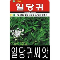 [워터트리몰] 일당귀씨앗(300립) 채소 꽃 종자 재배 씨앗 허브 (A)