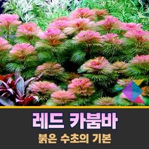 [착한수초] 붉은 수초의 기본 레드 카붐바 4줄기 구피 미니어항 새우 수초세트 수초어항 은신처 초보수초