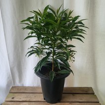 30-50cm 만냥금 대품 공기정화식물 169, 1개