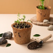 무럭무럭 새싹삼 키우기 6뿌리 재배기 식물키우기 채소키우기 홈가드닝 DIY 키트 세트, 1개