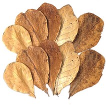 알몬드잎 Almond Leaf (랜덤) 10장 - 베타어항 수질, 단품