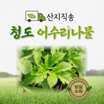 [산지직송] [3월27일 첫배송]어수리나물 500g 1kg 산나물 어수리