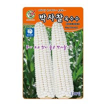 오스템 옥수수씨앗 박사찰옥수수 150립