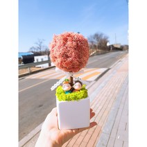 스칸디아모스 토피어리 화분 집들이 개업용 선물 캘리그라피화분, 레드