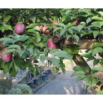 과수/유실수 멀꿀나무(으름덩굴과)_5주