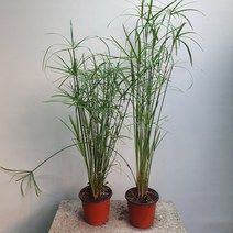 [공룡꽃식물원]1+1 수생식물 시페루스 소품 59