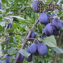 자두나무 결실주 대왕자두 푸룬 흑자두 바이오체리 추휘 유실수 나무언니, 서양자두(푸룬) R3cm결실주
