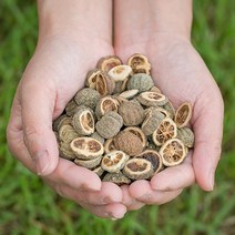 국산 지실(어린탱자) 400g/ 건조 말린 약초 약재 국내산 차 한방, 13YG_국산지실(어린탱자) 200gX2, 13YG_국산지실(어린탱자) 200gX2