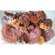 영지버섯 800g 비단풀 옻나무 영지버섯 차가버섯