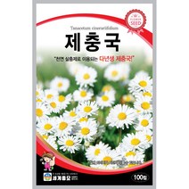 세계 제충국 씨앗 다년생 아스타 달마시안 살충제 국화과 봄 여름 가을 꽃씨 종자, 꽃양귀비