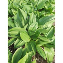 [곰배령농산물]강원도 인제 봄나물 명이나물(산마늘) 1kg