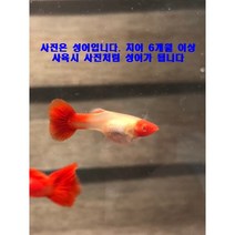 알비노 루돌프 구피 치어 10마리