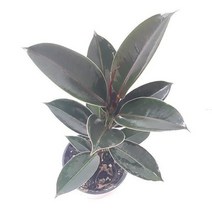 멜라니고무나무(소) 실내공기정화식물 공기청정식물 ADS- 2980213EA, 본상품선택