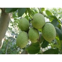 호두나무-접목신령호두 2년생