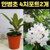 만병초 4치 2개세트 울릉도 정원수 꽃나무 만병초묘목 흰색, 2개