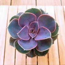 라일락 키우기 예쁜다육 중품40 랜덤발송