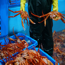 속초붉은대게 홍게 정품 3kg, 프리미엄 3kg 자숙(2-3인추천), 1개