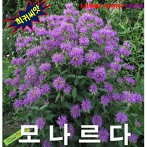 (희귀씨앗) 벨가못핑크 (모나르다 Bee Balm) 25립