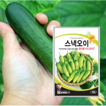 스낵오이 미니 오이 씨앗 모종 씨 30립