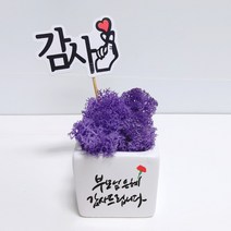 스마일컴퍼니 은혜캘리 스칸디아모스 화분, 03_(마)_부모님 은혜 캘리 모스-퍼플