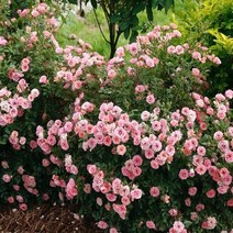 세종식물원 유럽 미니장미 분홍 120L포트 장미묘목, 1개