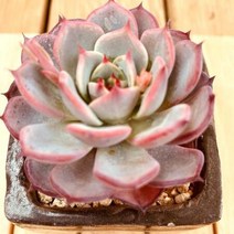 아우렌시스 다육식물 화분포함1-60 랜덤발송, 단품