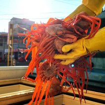 포항 구룡포 산지직송 제철 자숙 연지홍게 홍게, A급 - 3kg (8~12마리)