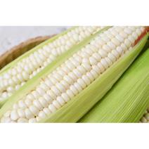 (옥수수아저씨) 100% 국산 강원도 찰옥수수 산지직송 쫀득하고 찰진 무첨가 자연의 맛!! 20개, 20개(특가)