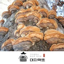 [대지약초] 자연산 상황버섯 / 강원도 정선 자연산 개회상황버섯 황철상황버섯, 황철상황버섯100g