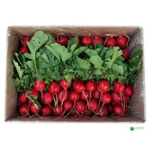 래디쉬 래디시 박스판매 1.8kg~2kg 적환 크기작음 이파리적음, 래디쉬 1박스