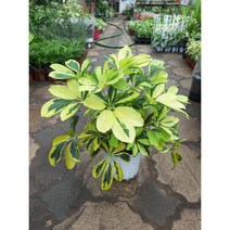 칼라홍콩야자/중품