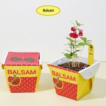 에코팟 봉선화, 1개