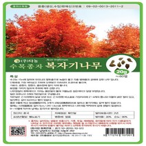 다-복자기단풍나무 20g, 1개