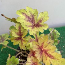 [다온야생화] W2058 휴케라 (연두) (9cm) [랜덤]