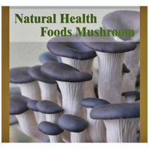 느타리버섯 배지 키트 종균키트 어린이집 유치원 현장실습 느타리버섯1개묶음 가정에서버섯키우기