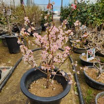 산앵두 이스라지 분재