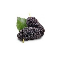 자연발효 오디청 오디원액 (300ml/ 500ml)오디즙 오디효소 오디액, 500ml
